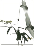 照片