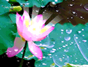 鲜花