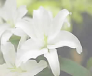 感恩母亲节