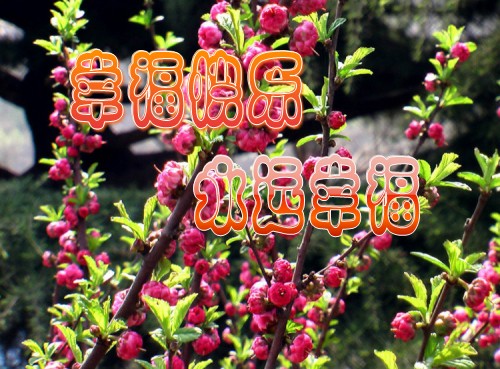 照片