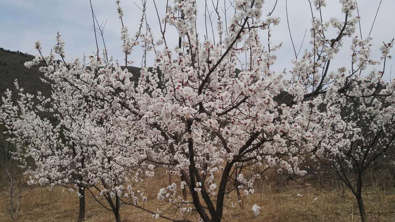 盘龙台前梨花开