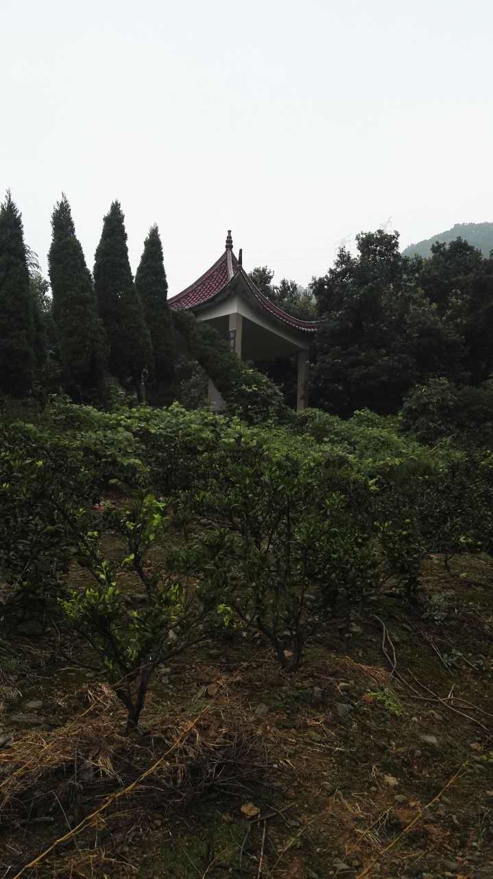 照片