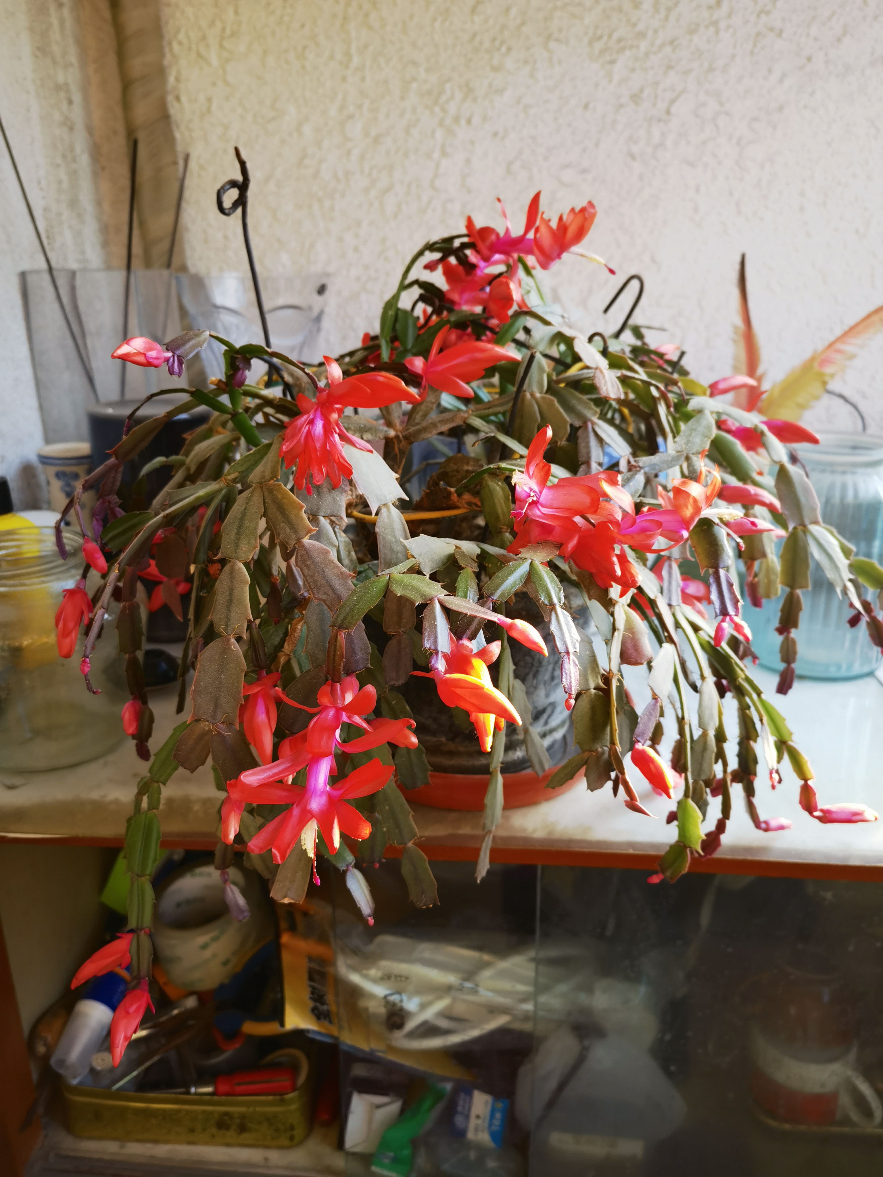 蟹爪莲开花了