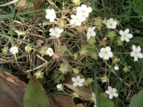 照片